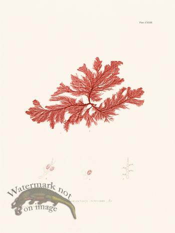 Bradbury Seaweed 123